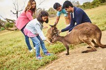 Kangaroo Island Kangaroo Island